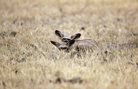 Bat-Eared Foxes, Kgalagadi Transfrontier Park, South Africa (photo)