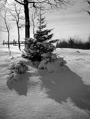 Snow covered christmas tree in wintertime in East Prussia, 1930s (b/w photo)
