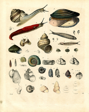 Various Snail and Mussel Species with Anatomical Details (hand-coloured copper engraving)