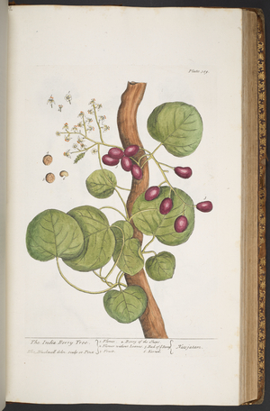 Plate 389, from 'A Curious Herbal', 1737 (coloured engraving)
