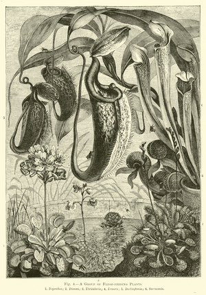 A Group of Flesh-feeding Plants (engraving)