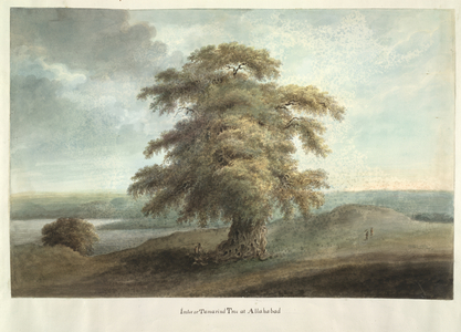 Imlee or Tamarind tree at Allahabad, 1814