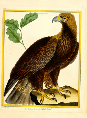Great Eagle or Royal Eagle (print)