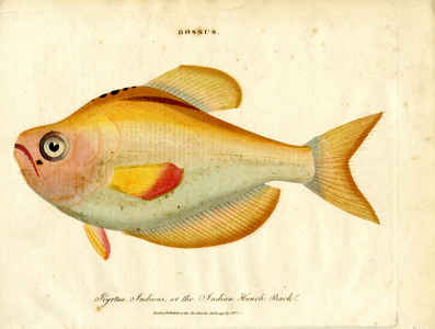 Bossus: Indian Hunch Back, 1810 (print)