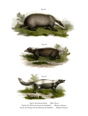 Common Badger, 1860 (colour litho)