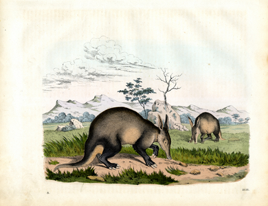 Aardvark in African savanna (hand-coloured engraving)