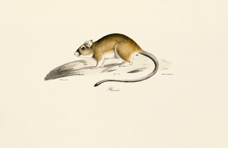 African Gerbil, 1824 (hand-coloured litho)