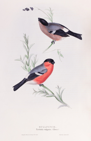 Bullfinch, 1832-1837 (Plate)