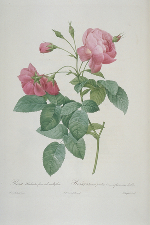 Rosa reclinata flore submultiplici