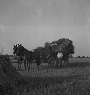 Straw harvest on a farm in Pomerania, 1930s (photo)