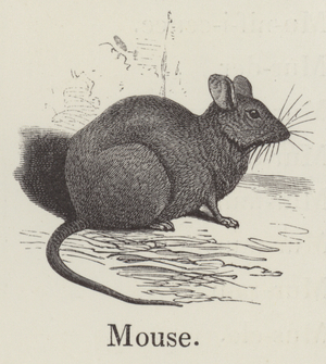 Mouse (engraving)