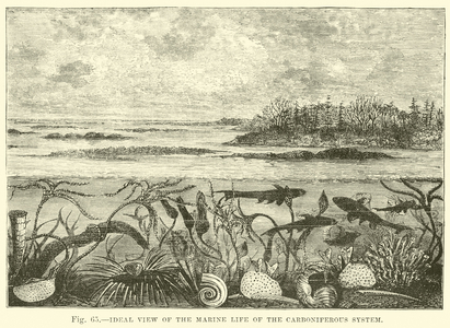 Ideal view of the marine life of the Carboniferous system (engraving)
