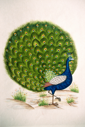 Miniature Painting on Silk Peacock