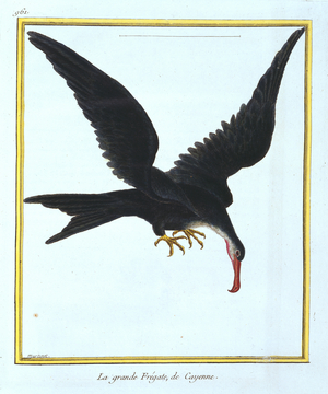 Fregata minor