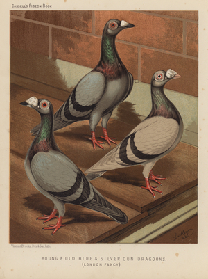 Pigeons: Young and Old Blue and Silver Dun Dragoons, London Fancy (colour litho)