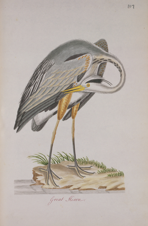Ardea herodias