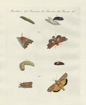 German moths (coloured engraving)