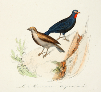 the sparrow and the black father, 18th century (Engraving)