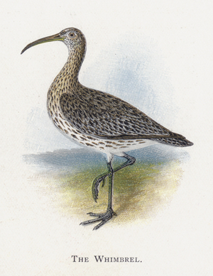 The Whimbrel (chromolitho)