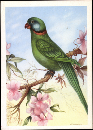 Artist Alexander Parrot, Palaeornis Alexandri