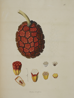 Pandauns odoratissimus