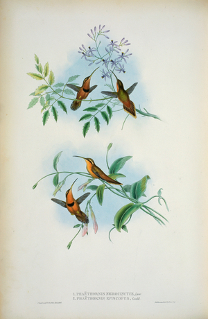 Belted Hermit (Phaethornis Nigricinctus) And Bishop Hermit (Phaethornis Episcopus) 1861 (lithograph)