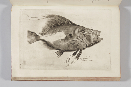 Illustration from 'Aquatilium animalium historiae, liber primus' by Ippolito Salviani, 1554 (engraving)