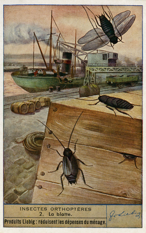 Cockroaches. Orthoptera. Liebig collectors card, 1947