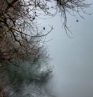 Trees along the Garonne in the fog, Toulouse (photo)