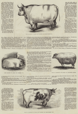 Smithfield Club Prize Cattle Show (engraving)