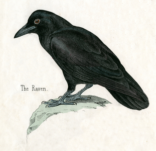 Antique Print of a Raven, 1859 (coloured engraving)
