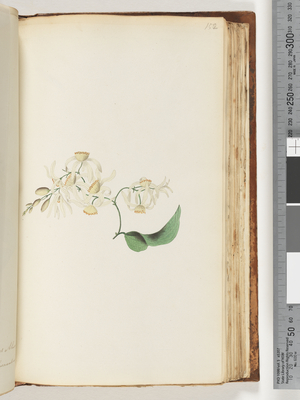 Page 152. A creeper or woodbine which intertwines with trees (w/c)