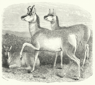The Prong-Horned Antelope (engraving)