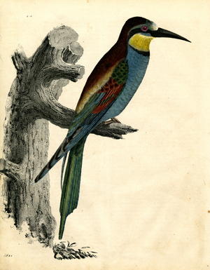 European Bee-eater on a Branch (engraving)