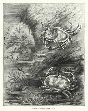Little Builders, The Crab (engraving)