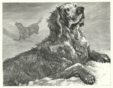 Dog of St Bernard (engraving)