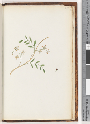 Page 251. Unidentified plant (w/c)