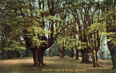 Beeches in Epping Forest, High Beech (colour photo)