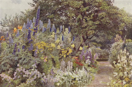 Ramscliffe, Larkspur (colour litho)