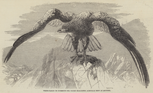 White-Tailed or Cinereous Sea Eagle (Hallaeetus Albicilla) Shot at Arundel (engraving)