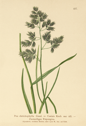 Bluegrass (Poa distichophylla, Poa Cenisia, Poa contracta, Poa fontqueri, Poa oreophila, Poa psychrophila) (colour litho)