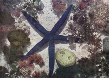 This large blue sea-star abounds throughout the Barrier Reef (colour photo)
