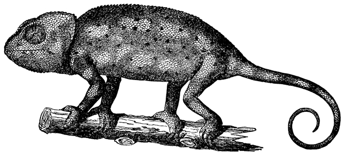 Chameleon