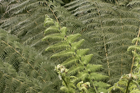 Braken Fern (Pteridium aquilinum) Kirstenbosch Botanical Gardens, Constantia, Cape Town, South Africa (photo)