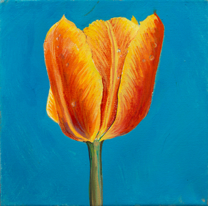 Tulip