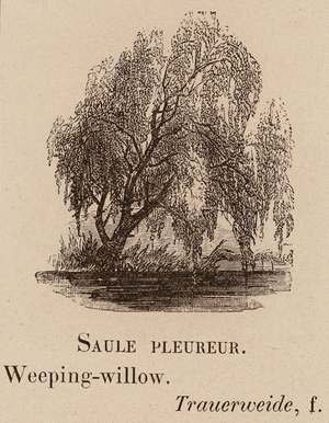 Le Vocabulaire Illustre: Saule pleureur; Weeping-willow; Trauerweide (engraving)