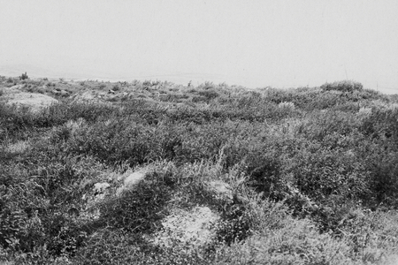 The Land Everybody Was Fighting Over, 1916 (b/w photo)