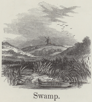 Swamp (engraving)