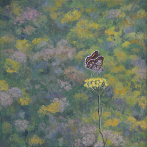 Brown Argus (after photo by Sara Crow), (oil on canvas)