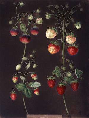 Fragaria sp.